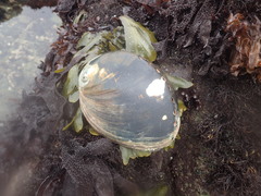 Haliotis cracherodii