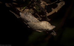 Arachnographa micrastrella