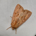 Apamea maxima - Photo (c) Mike Patterson,  זכויות יוצרים חלקיות (CC BY-NC), הועלה על ידי Mike Patterson