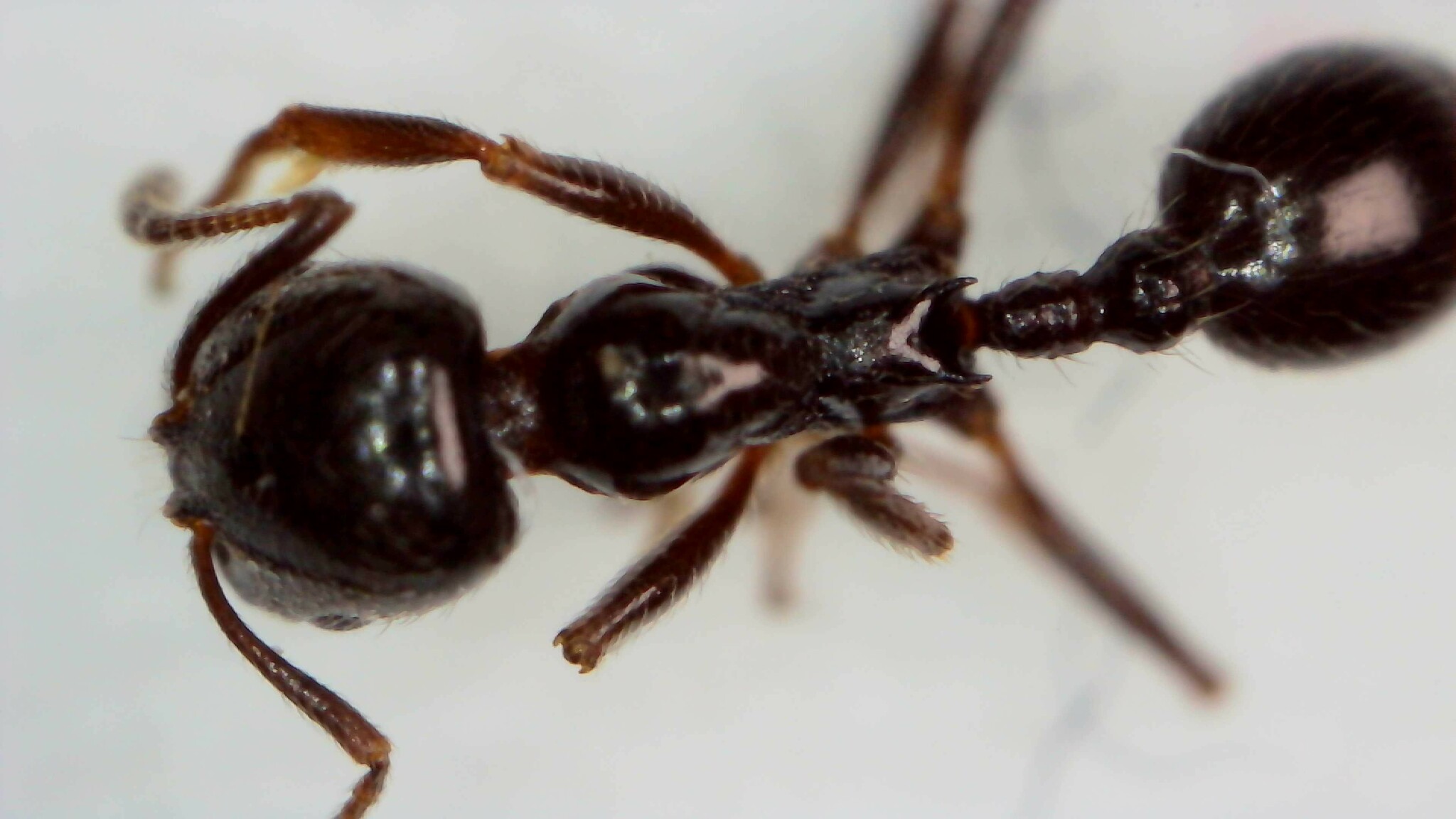 Goniomma kugleri