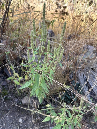 Agastache micrantha, 2024-11-01