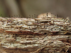 Chaenotheca brunneola