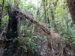 Metrosideros carminea