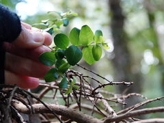 Metrosideros carminea