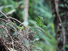 Metrosideros carminea