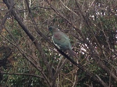 Hemiphaga novaeseelandiae