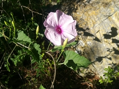 Ipomoea jalapa