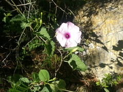 Ipomoea jalapa