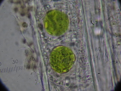 Chaenotheca brunneola