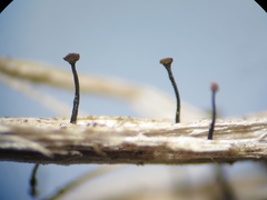 Chaenotheca brunneola