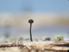 Chaenotheca brunneola