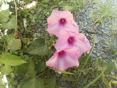 Ipomoea jalapa