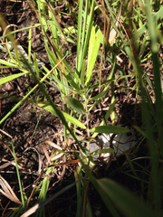 Asclepias lanuginosa