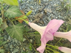Ipomoea jalapa