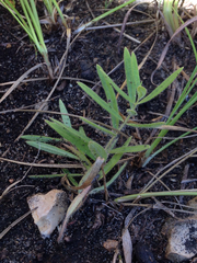 Asclepias lanuginosa