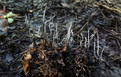 Xylaria liquidambar