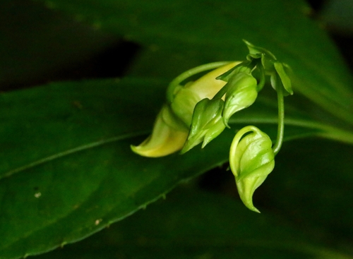Image of Impatiens hongkongensis by no rights reserved