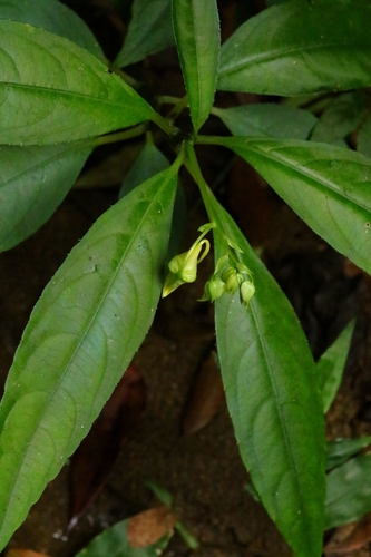 Image of Impatiens hongkongensis by no rights reserved