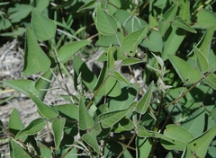 Erythrina leptorhiza