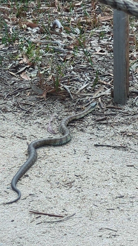 Tiger Snake sighting