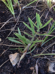 Asclepias lanuginosa