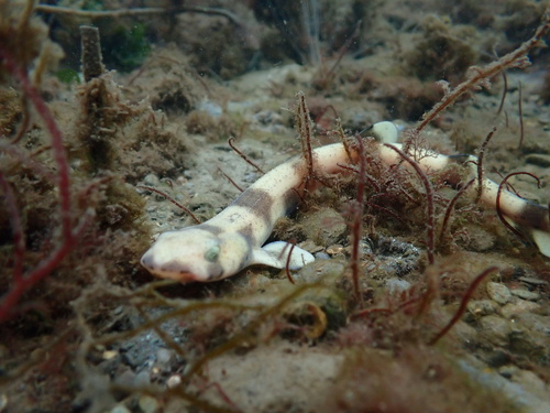 Nursehound photographed at Kerry, IE