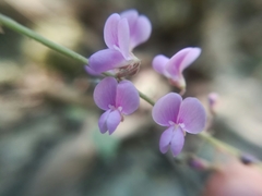 Desmodium psilophyllum