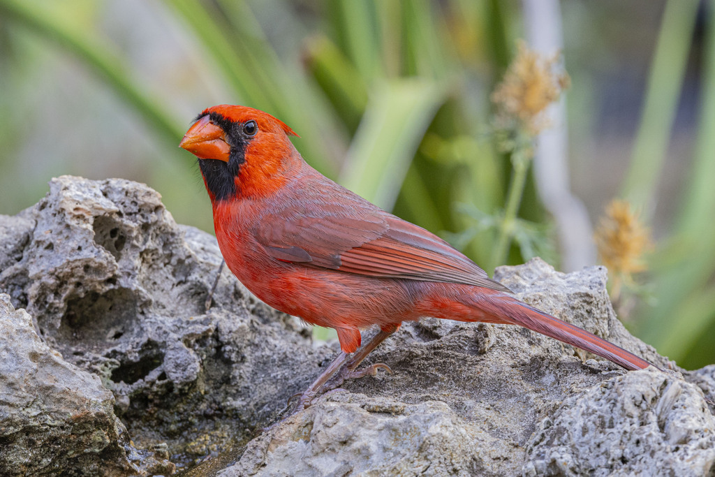 Northern Cardinal from Canyon Lake, TX, USA on November 3, 2024 at 03: ...