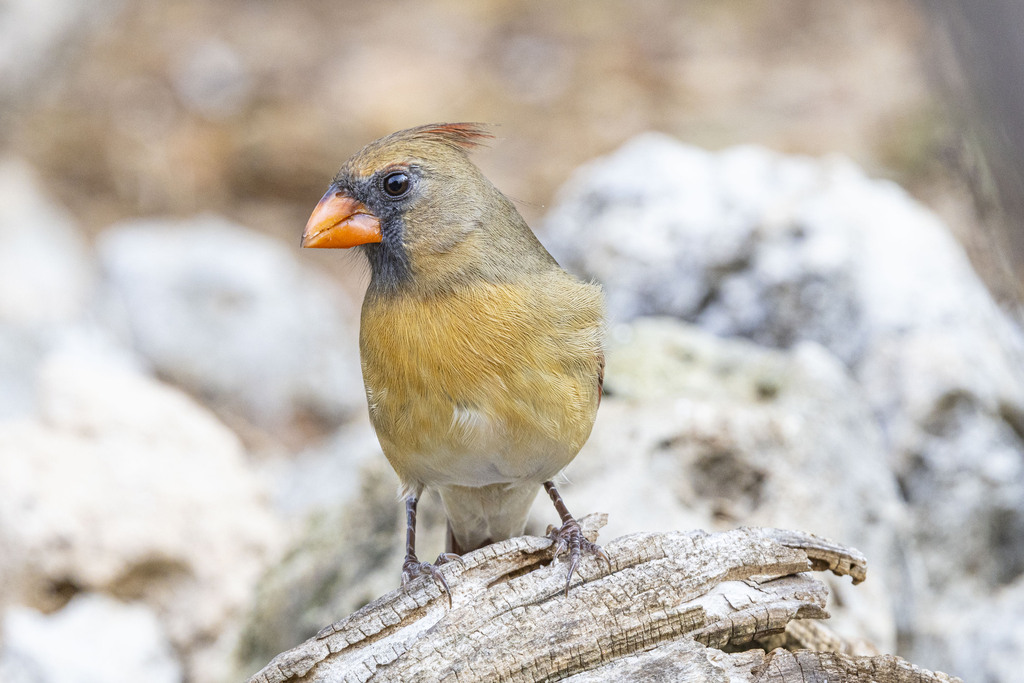 Northern Cardinal from Canyon Lake, TX, USA on November 3, 2024 at 04: ...