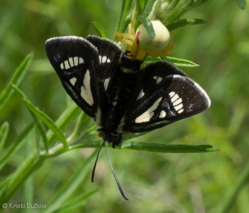 MacCulloch's Forester Moth