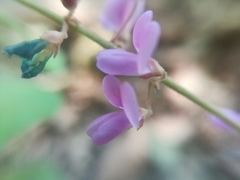 Desmodium psilophyllum