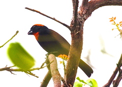 Puerto Rican Bullfinch photo 1