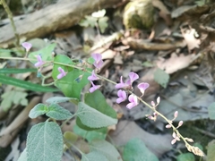 Desmodium psilophyllum