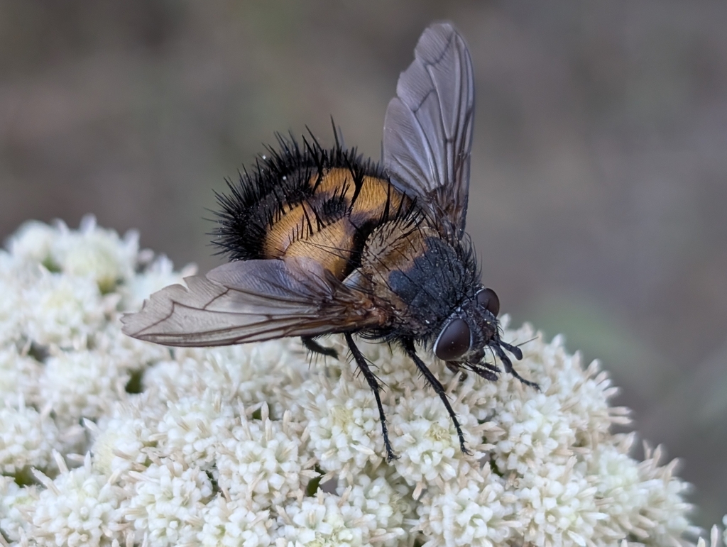 Spiny Tachina Fly