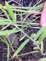 Asclepias lanuginosa