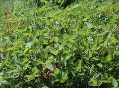 Erythrina leptorhiza