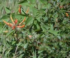 Erythrina leptorhiza