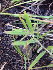 Asclepias lanuginosa