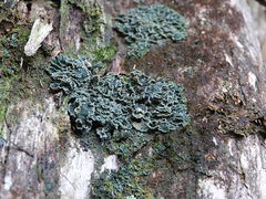Erioderma sorediatum