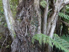 Erioderma sorediatum