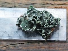 Erioderma sorediatum