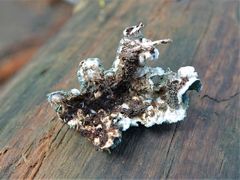 Erioderma sorediatum