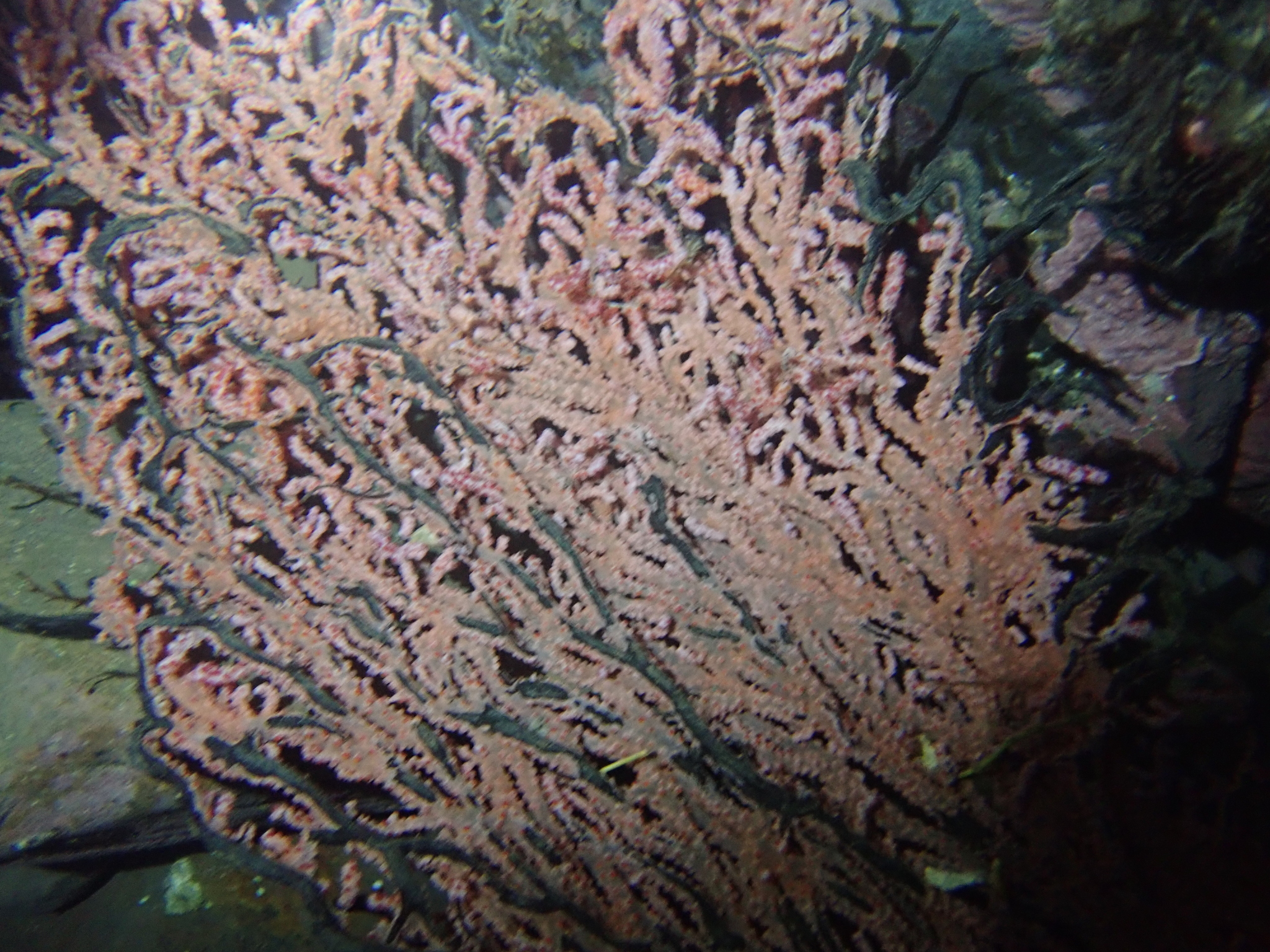 Muricella plectana Grasshoff, 1999