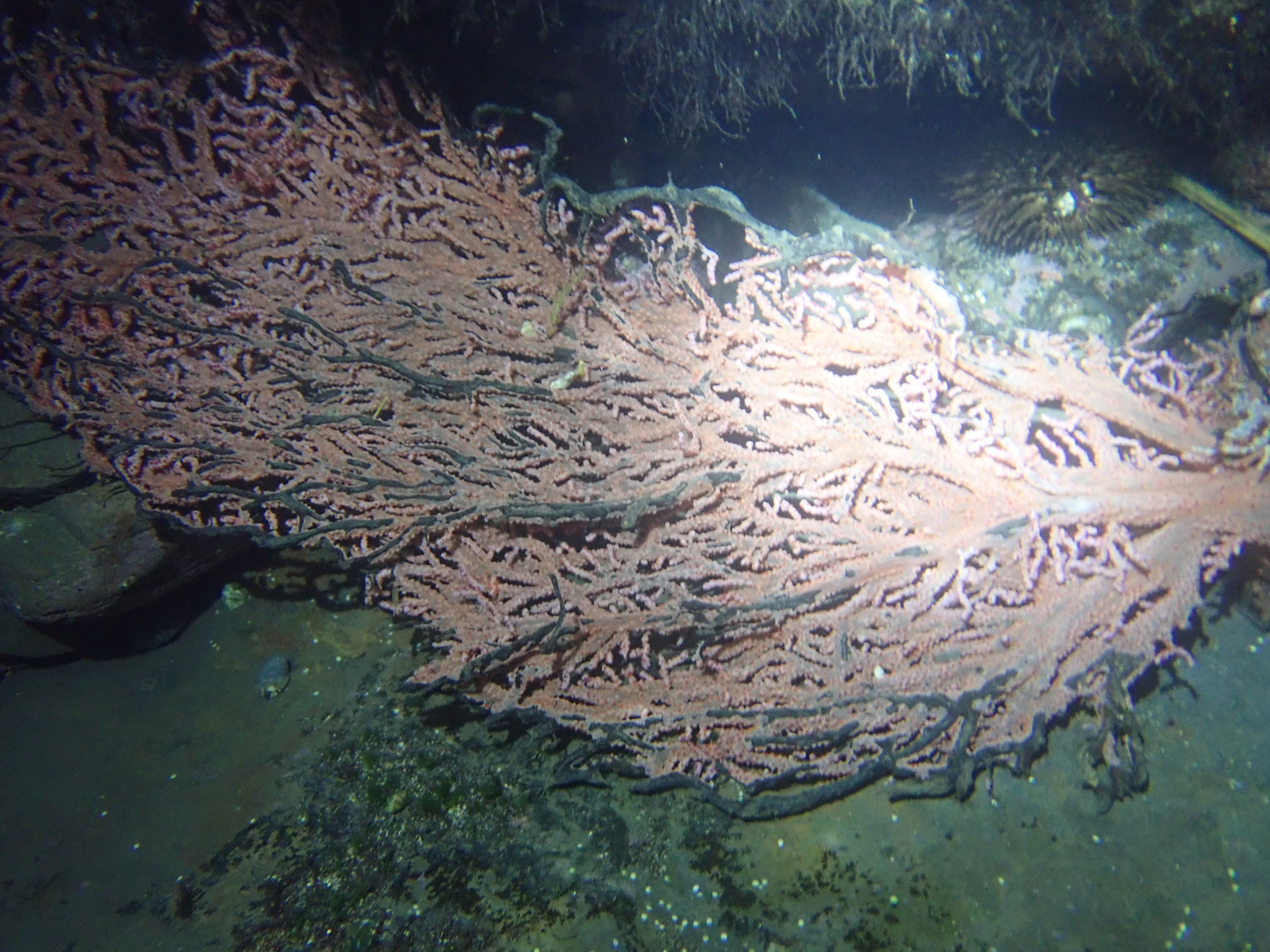 Muricella plectana Grasshoff, 1999