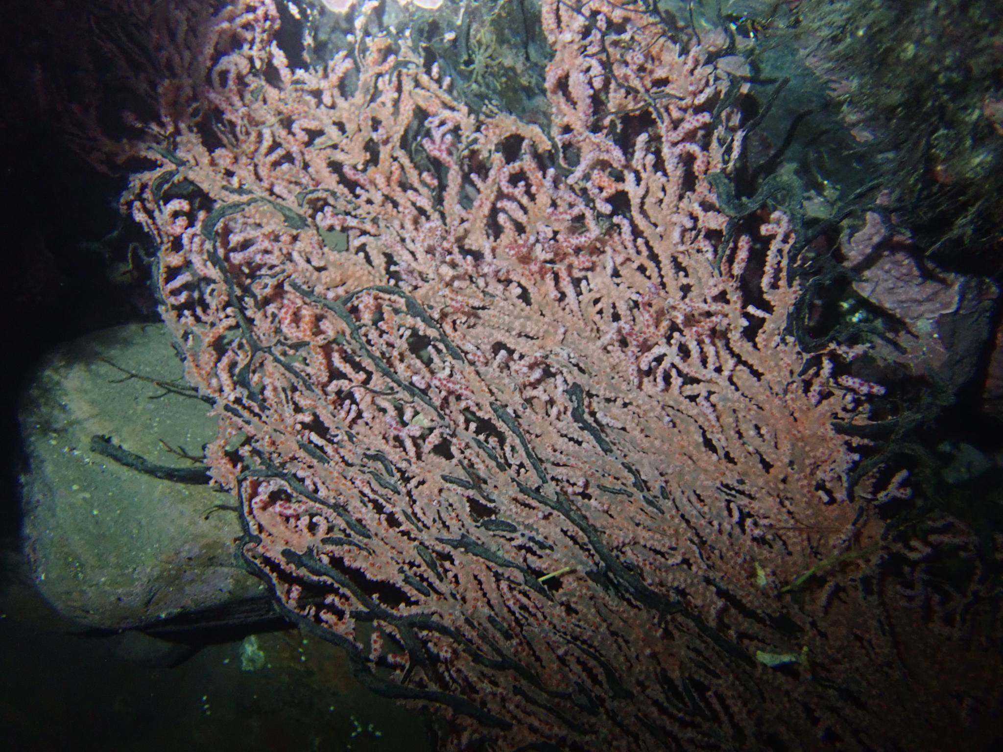 Muricella plectana Grasshoff, 1999