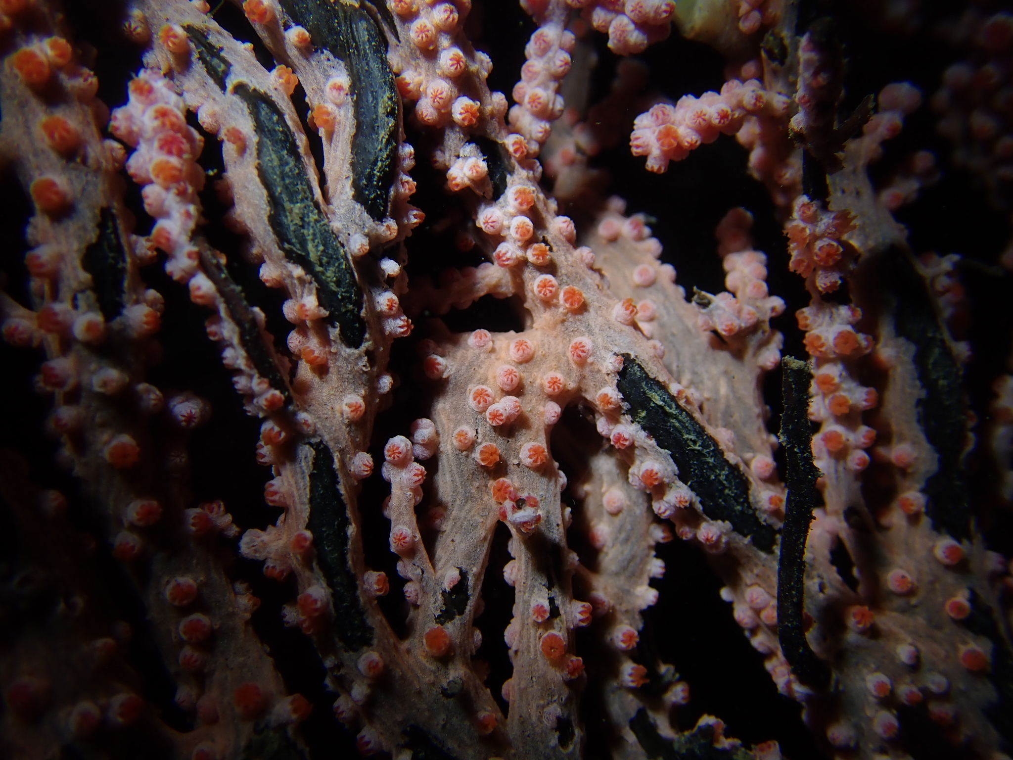 Muricella plectana Grasshoff, 1999