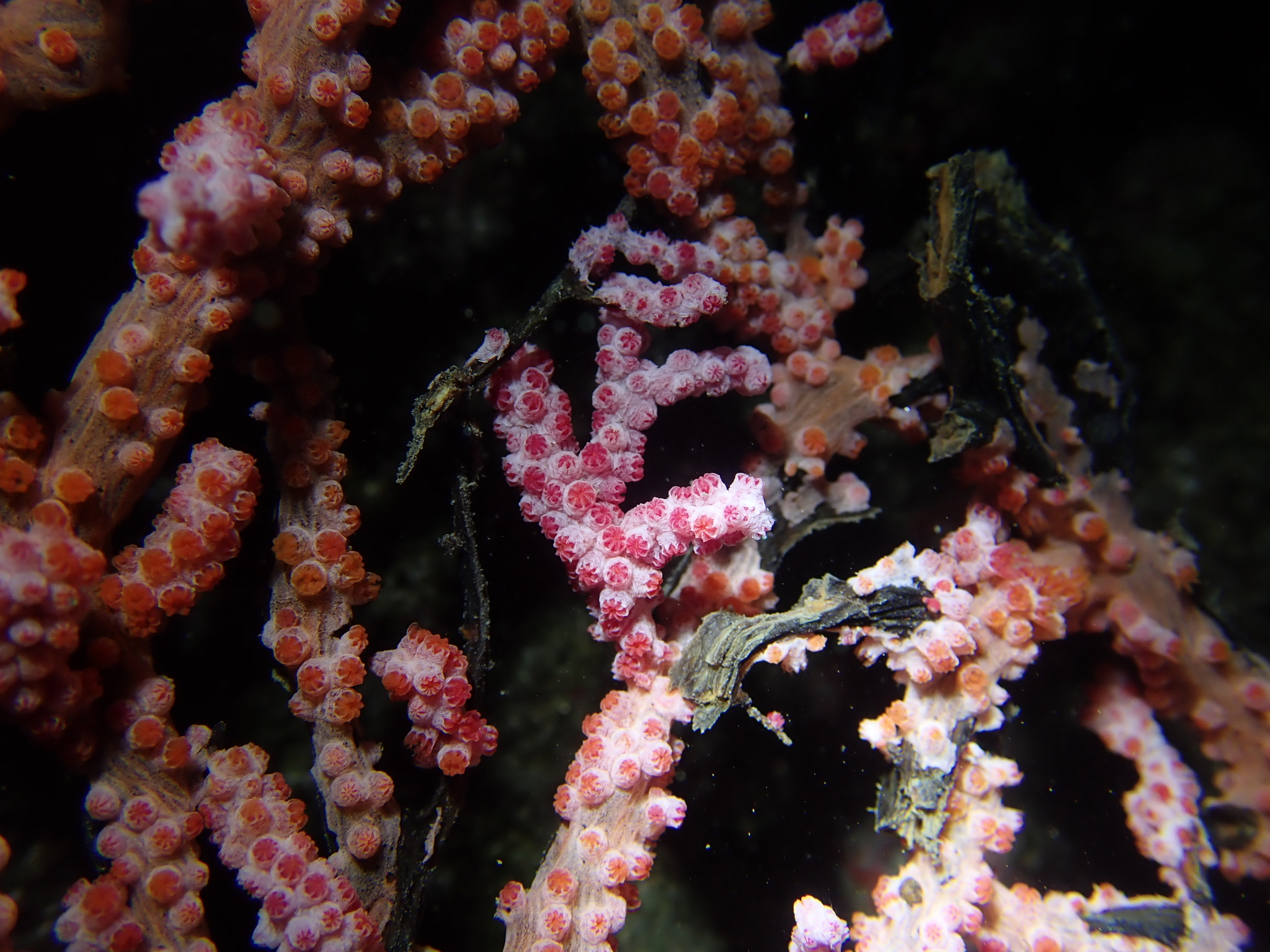 Muricella plectana Grasshoff, 1999