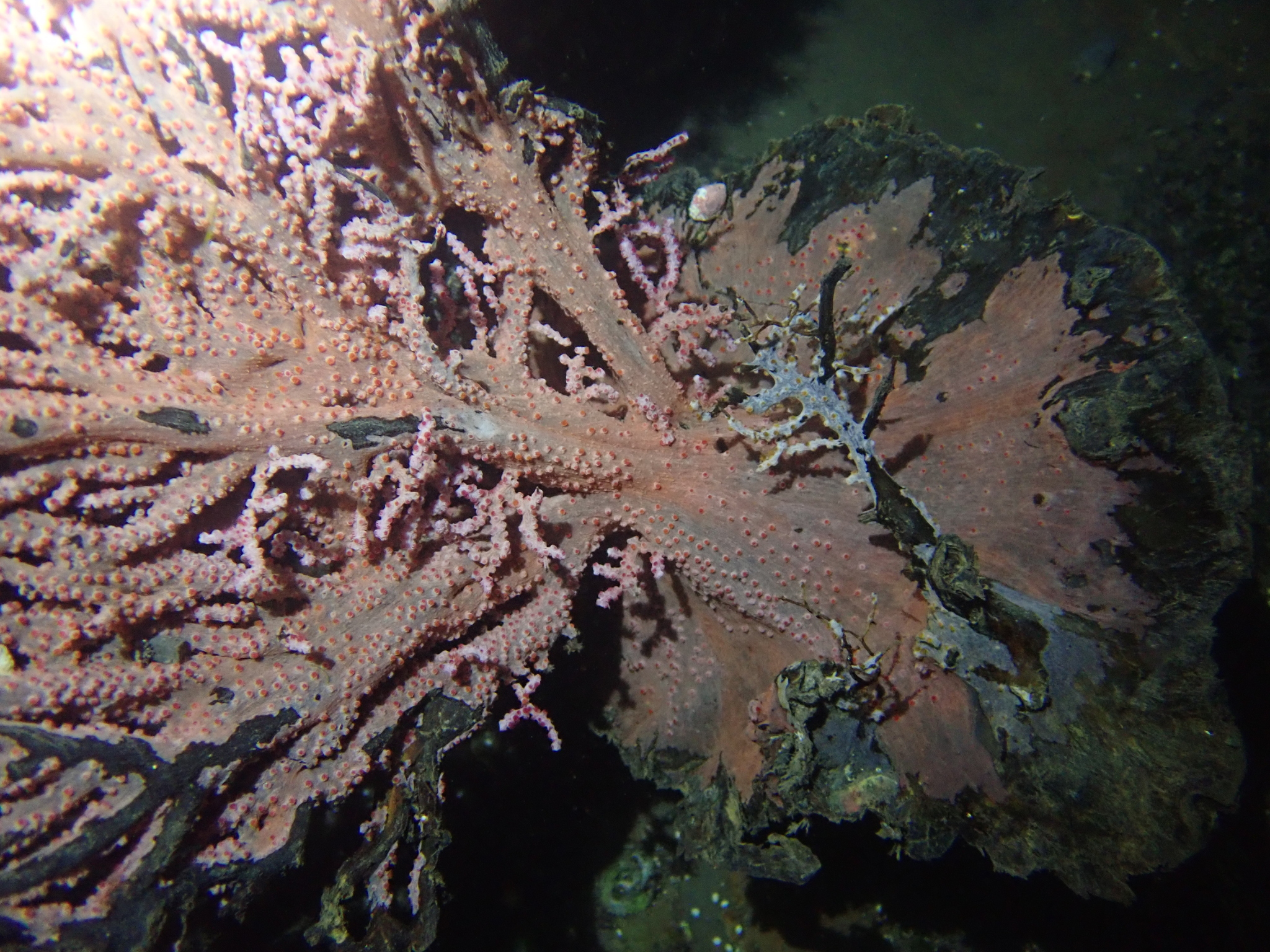 Muricella plectana Grasshoff, 1999