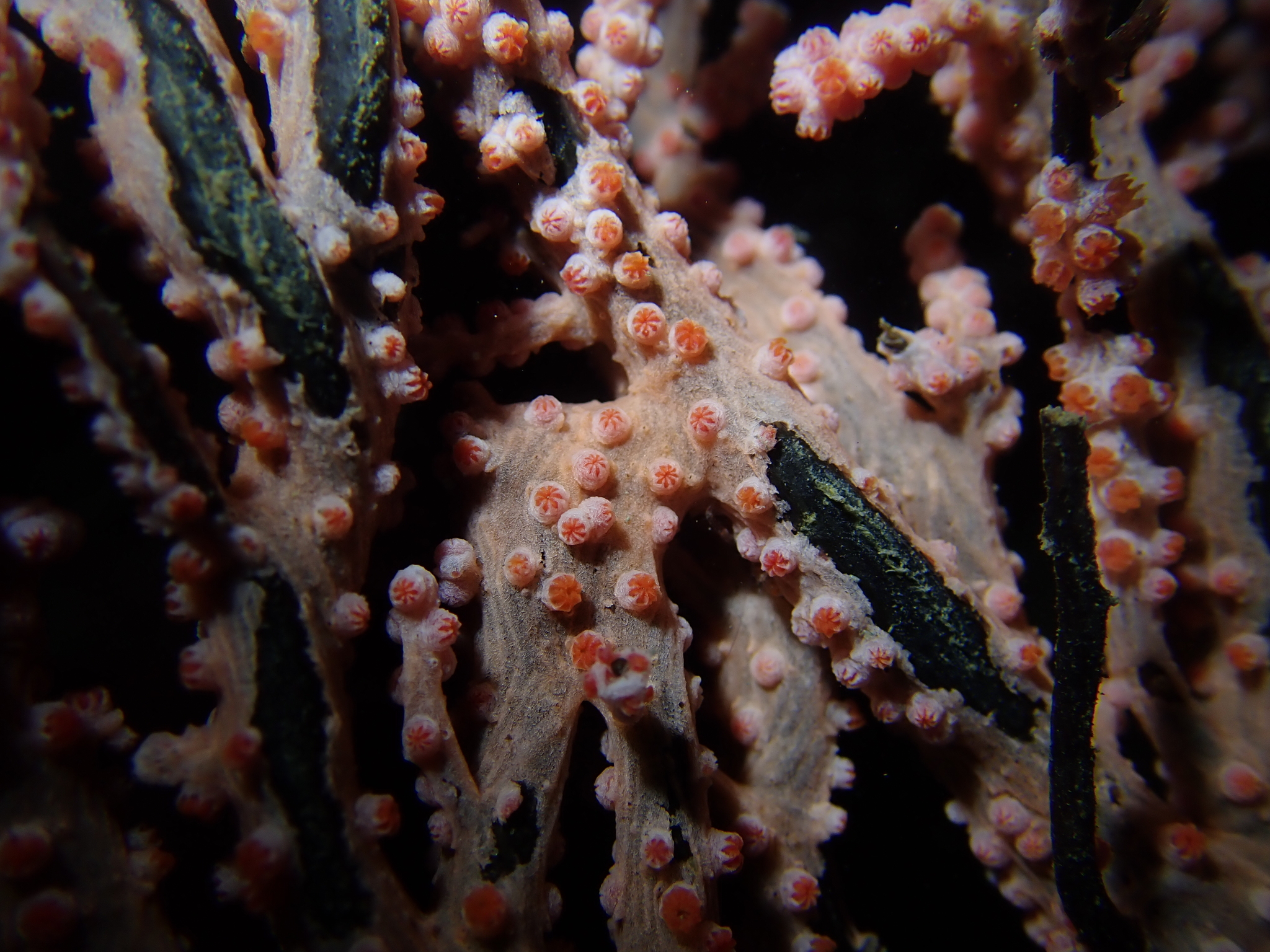 Muricella plectana Grasshoff, 1999