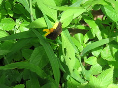 Staphylus ascalaphus